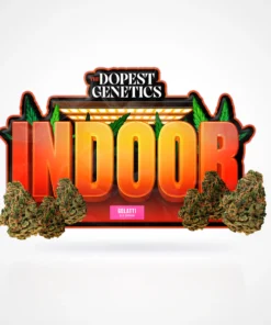 Indoor Gelatti Hybrid Flower